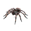 Husedderkopp - L: 6,3 cm