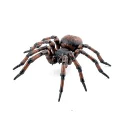 Husedderkopp - L: 6,3 cm