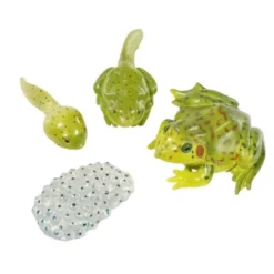 Livssyklus: Fra egg til padde - Frosk