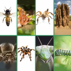 Lommelykt med dias - Insekter