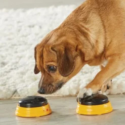 Lær hunden din å snakke - Navn