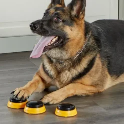 Lær hunden din å snakke - Navn