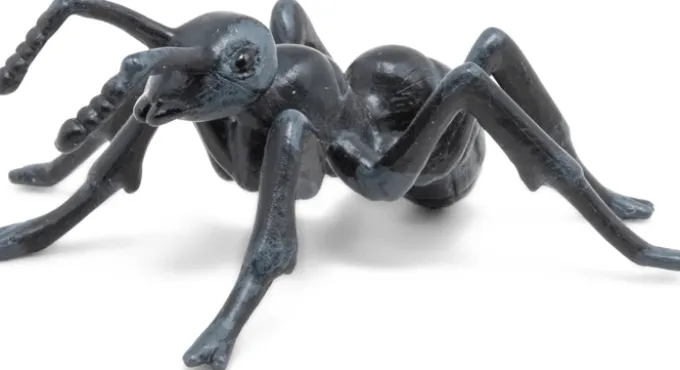 Maur - L: 5,1 cm