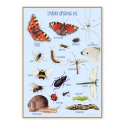 Plakat 50 x 70 cm - Smådyrene rundt deg