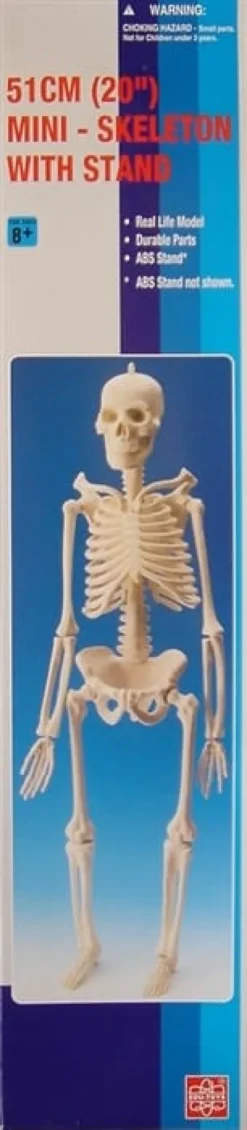 Skjelett
