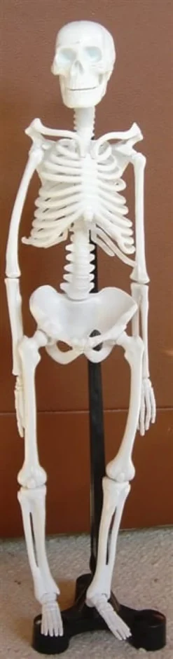 Skjelett