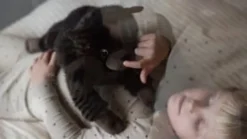 Tyngdedyr - Katt 1,2 kg